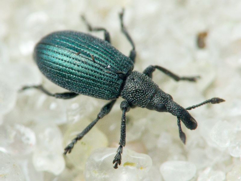 Perapion (Perapion) violaceum (Kirby, 1808)